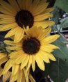 Herzensfee Barbara - Psychologische Lebensberatung - Tarot & Kartenlegen - Medium & Channeling - Familie - Sonstige Bereiche Herzensfee Barbara - Psychologische Lebensberatung - Tarot & Kartenlegen - Medium & Channeling - Familie - Sonstige Bereiche