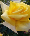 LILLY - Herzgefühl - Tarot & Kartenlegen - Familie - Psychologische Lebensberatung - Medium & Channeling - Sonstige Bereiche LILLY - Herzgefühl - Tarot & Kartenlegen - Familie - Psychologische Lebensberatung - Medium & Channeling - Sonstige Bereiche