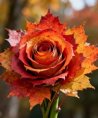 LILLY - Herzgefühl - Medium & Channeling - Tarot & Kartenlegen - Beruf & Arbeitsleben - Hellsehen & Wahrsagen - Sonstige Bereiche LILLY - Herzgefühl - Medium & Channeling - Tarot & Kartenlegen - Beruf & Arbeitsleben - Hellsehen & Wahrsagen - Sonstige Bereiche