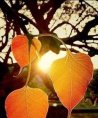 LILLY - Herzgefühl - Psychologische Lebensberatung - Tarot & Kartenlegen - Hellsehen & Wahrsagen - Liebe & Partnerschaft - Familie LILLY - Herzgefühl - Psychologische Lebensberatung - Tarot & Kartenlegen - Hellsehen & Wahrsagen - Liebe & Partnerschaft - Familie