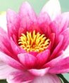 MyAngela - Beruf & Arbeitsleben - Medium & Channeling - Sonstige Bereiche - Psychologische Lebensberatung - Tarot & Kartenlegen MyAngela - Beruf & Arbeitsleben - Medium & Channeling - Sonstige Bereiche - Psychologische Lebensberatung - Tarot & Kartenlegen